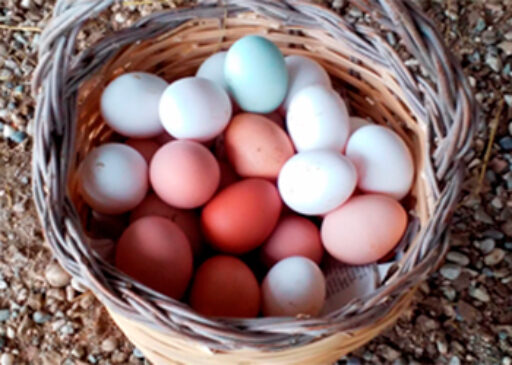 La storia di una donna e di 10 galline
